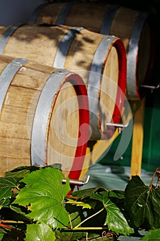 Vine leaves with wine casks in the background photo