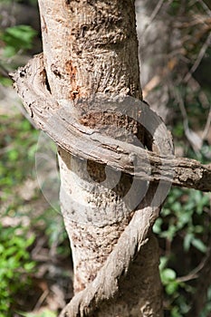 Vine liana tie up around tree