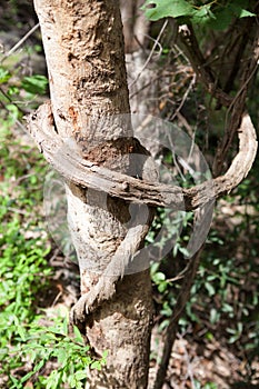 Vine liana tie up around tree