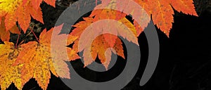 Vine Maple - Fall Color Panorama
