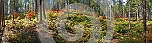 Vine Maple - Fall Color Panorama