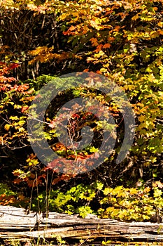 Vine Maples begin to turn into fall colors in Oregon forest