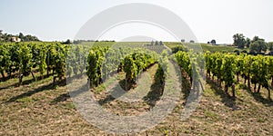 Vine in Medoc region close to Bordeaux vineyard in web banner template header