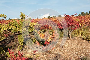 Vine in Minervois, France photo