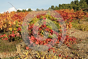 Vine in Minervois, France photo