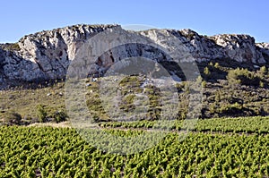 Vine near of Narbonne in France