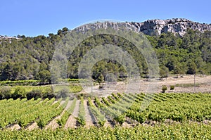 Vine near of Narbonne in France