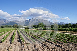 Vine nursery photo