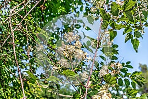 Vine of the old man beard plant with inflorescences of white flowers