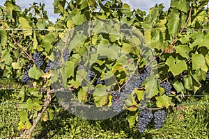 Vine with Pinot Noir Grapes Champagne