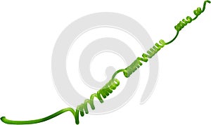 Vine plant, Branch creeper green, Liana tropical nature. Clipping path