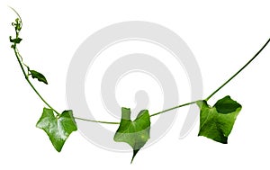 Vine plant, Branch creeper leaf green, Liana tropical nature. Clipping path