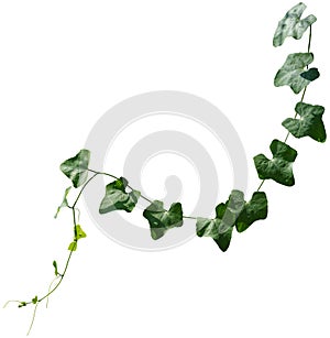 Vine plant, Branch creeper leaf green, Liana tropical nature. Clipping path