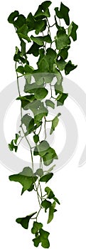 Vine plant, Branch creeper leaf green, Liana tropical nature. Clipping path