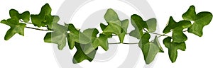 Vine plant, Branch creeper leaf green, Liana tropical nature. Clipping path