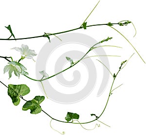 Vine plant, Branch creeper leaf green, Liana tropical nature isolated on white background. Clipping path Include