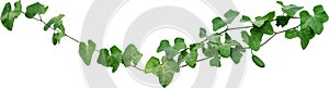 Vine plant, Branch creeper leaf green, Liana tropical nature isolated on white background. Clipping path Include