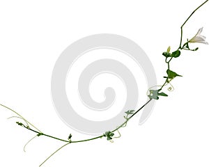 Vine plant, Branch creeper leaf green, Liana tropical nature isolated on white background. Clipping path Include