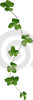 Vine plant, Branch creeper leaf green, Liana tropical nature isolated on white background. Clipping path Include