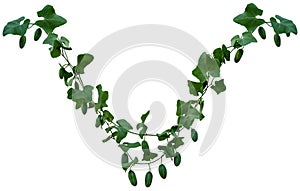 Vine plant, Branch creeper leaf green, Liana tropical nature isolated on white background. Clipping path Include