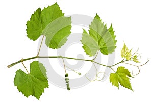 Vine plant branch with green leaves isolated on white background