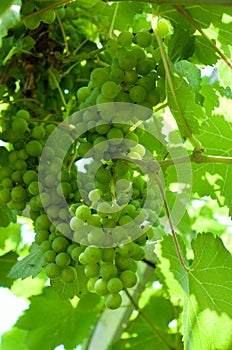 Vine plant with bunches of green gapes