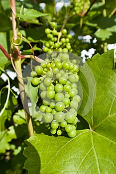 Vine plant with bunches of green grapes