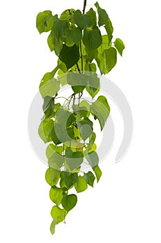 Vine plant climbing isolated on white background. Clipping path