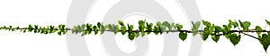 Vine plant climbing isolated on white background. Clipping path