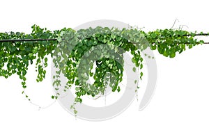 Vine plant climbing isolated on white background. Clipping path