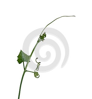 Vine plant climbing isolated on white background. Clipping path