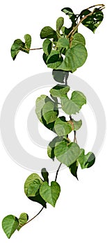 vine plant climbing isolated on white background. Clipping path