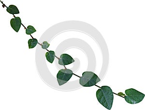 vine plant climbing isolated on white background. Clipping path