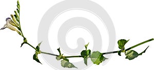 vine plant climbing isolated on white background. Clipping path