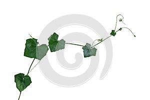 vine plant climbing isolated on white background with clipping path included