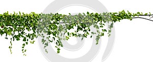vine plant climbing isolated on white background with clipping path included