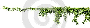 Vine plant climbing isolated on white background with clipping path included