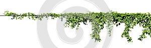 Vine plant climbing isolated on white background with clipping path included photo
