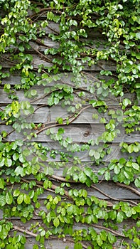 Vine plant clime on the wooden wall background photo