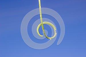 Vine plant curl against blue sky