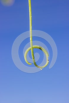 Vine plant with a curl against blue sky