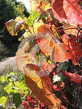 Vine plant on the fence