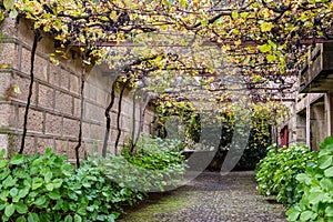 Vine plant growing over house building wall facade exterior overgrown farm estate with bush