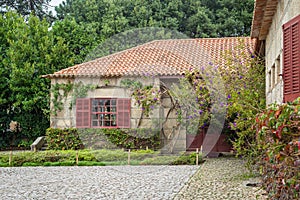 Vine plant growing over house building wall facade exterior overgrown farm estate with bush