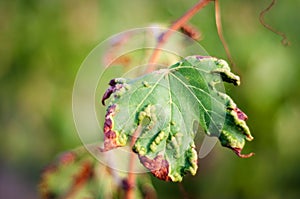 Vine plant infected with a fungus or spore