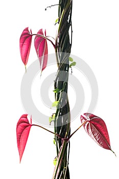 vine plant isolate on white background