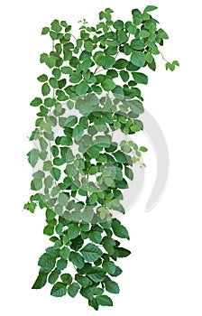 Vine plant isolated on white background. Clipping path