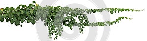 Vine plant isolated on white background. Clipping path