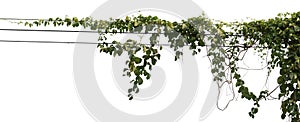 Vine plant isolated on white background. Clipping path