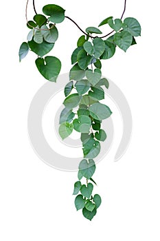 Vine plant ivy isolated on white background. Clipping path